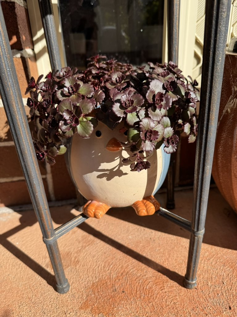 RoxyTall's tweet image. I love my chicken planter that looks like a zoomer with broccoli hair. He would make a killing on TikTok