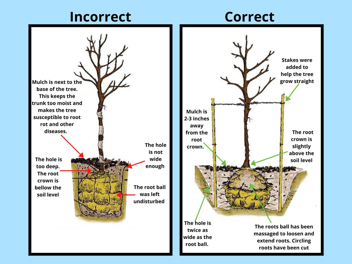U_E_C_O's tweet image. After you have picked your right tree/ right location, it is time to plant. To keep your tree healthy and give it the best chance of survival, make sure to plant according to the guide in this infographic.
UECO