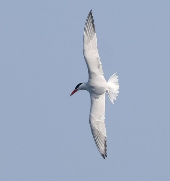 Sharon Towning tweet media