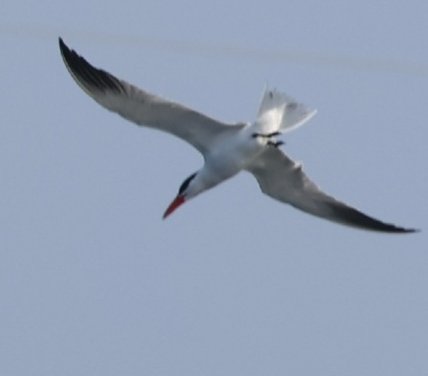 Sharon Towning (@sharontowning) on Twitter photo Spotted this Tern yesterday (26/07) at Longham Lakes, Dorset
Bigger than a Common Tern , also bigger than a Black Headed Gull, nearly the same size to a Herring Gull.
Google lens says its a Caspian Tern.
<a href="/SightingDOR/">Dorset Wildlife Spot</a> <a href="/DorsetWildlife/">Dorset Wildlife Trust</a> <a href="/DorsetNature/">Discover Nature Dorset</a> <a href="/DorsetBirdClub/">Dorset Bird Club</a> Spotted this Tern yesterday (26/07) at Longham Lakes, Dorset
Bigger than a Common Tern , also bigger than a Black Headed Gull, nearly the same size to a Herring Gull.
Google lens says its a Caspian Tern.
<a href="/SightingDOR/">Dorset Wildlife Spot</a> <a href="/DorsetWildlife/">Dorset Wildlife Trust</a> <a href="/DorsetNature/">Discover Nature Dorset</a> <a href="/DorsetBirdClub/">Dorset Bird Club</a>