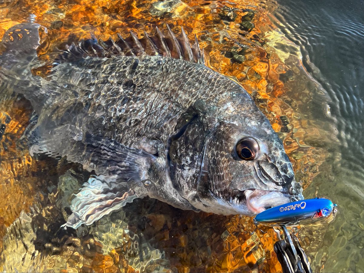 4495BM34's tweet photo. チヌトップ🎣 https://t.co/W0PGMe9q4y