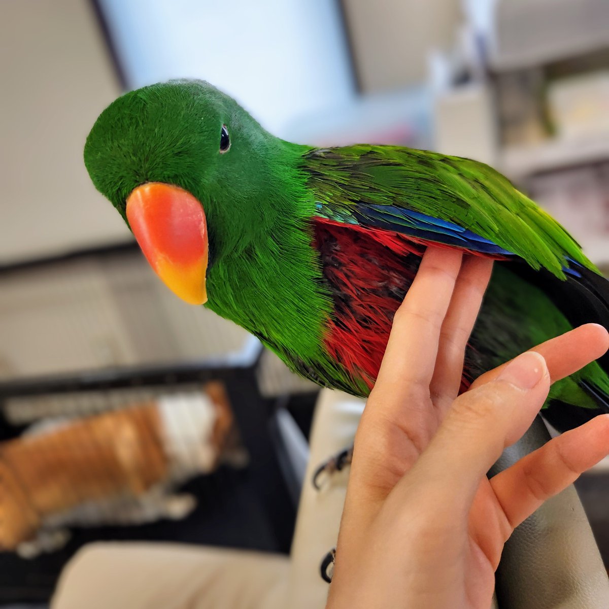 部屋中に水を撒きながら飛び回ったおかげでほぼ乾きましたが脇の下はまだしっとりしてます、の図