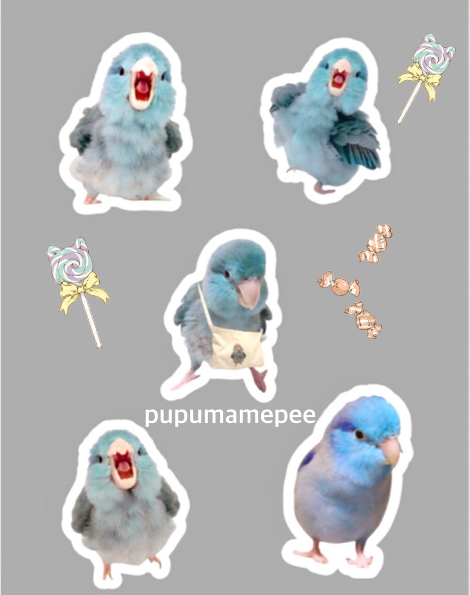 去年の鳥フェス大阪で本当に沢山の差し入れを頂きましたが何のお返しも出来なかった事がずっと気掛かりでした🥹次回はご用意させて頂こうとシールを注文しました。前回下さった方でもし愛鳥祭に来られるなら「前回差し入れしたよん♪」と胸を張ってお伝え下さい😆