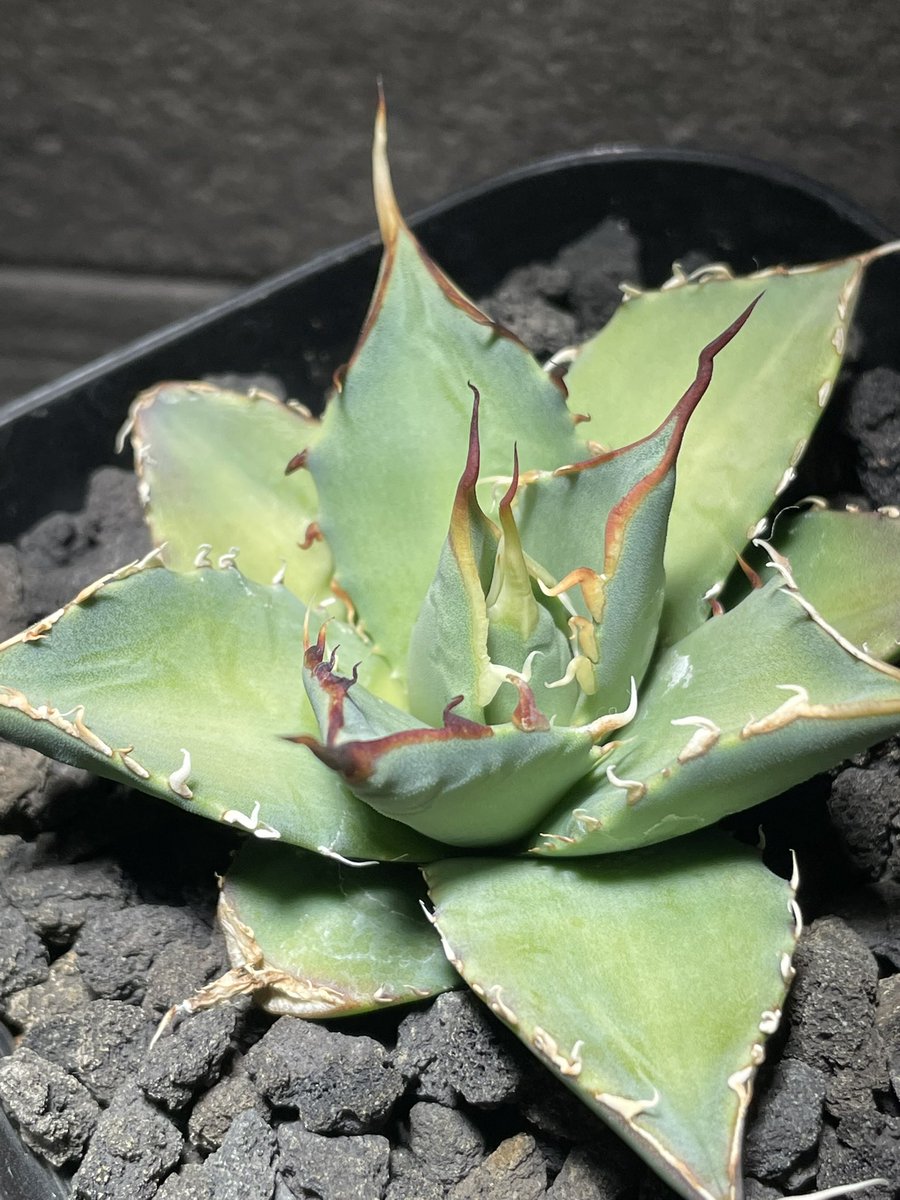 妖炎×黑帝斯
ハイブリッドもいくつか育成中。早く大きく、そして、うねって🌵🌵🌵