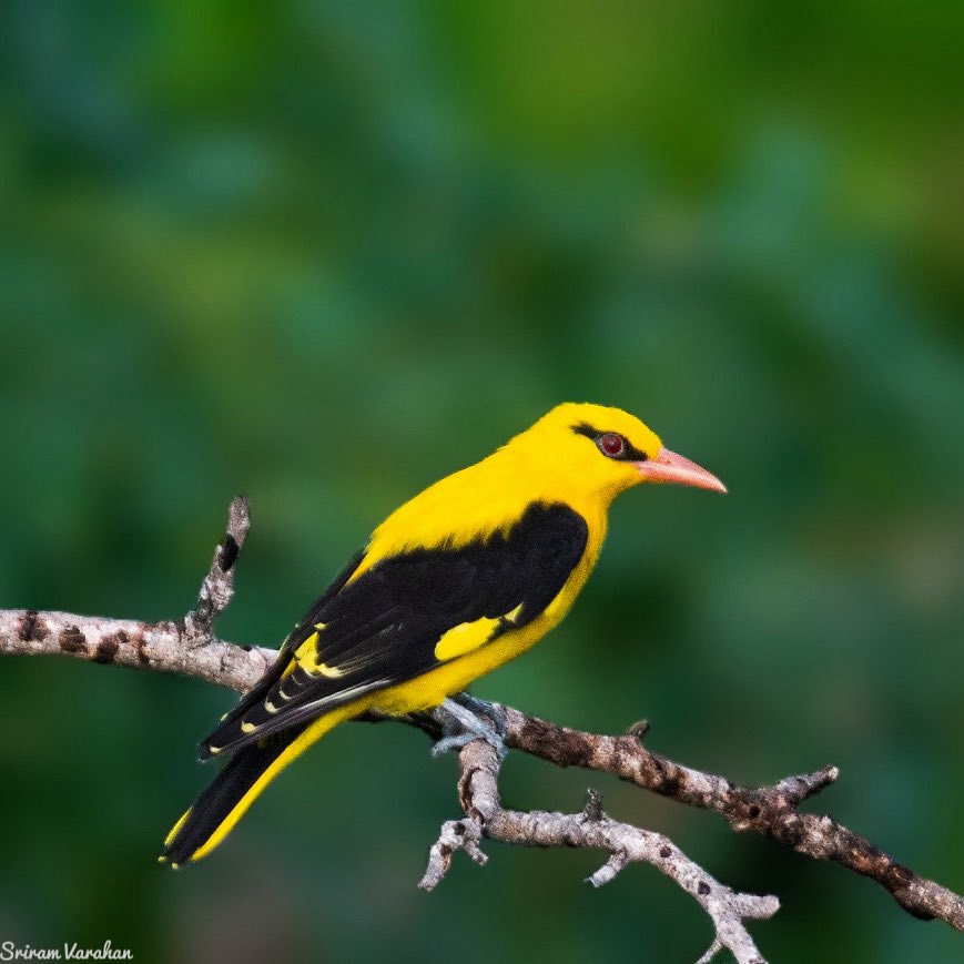 sriram_varahan's tweet image. Golden Oriole !!
Clicked this from one of the terraces of @ccmb_csir π€©
The lush monsoon greens is such a perfect background to capture this bird. Super quick and very jumpy bird. Took me almost an hour of waiting to get a couple of good clicks.
#AvianSaturdays π¦π¦