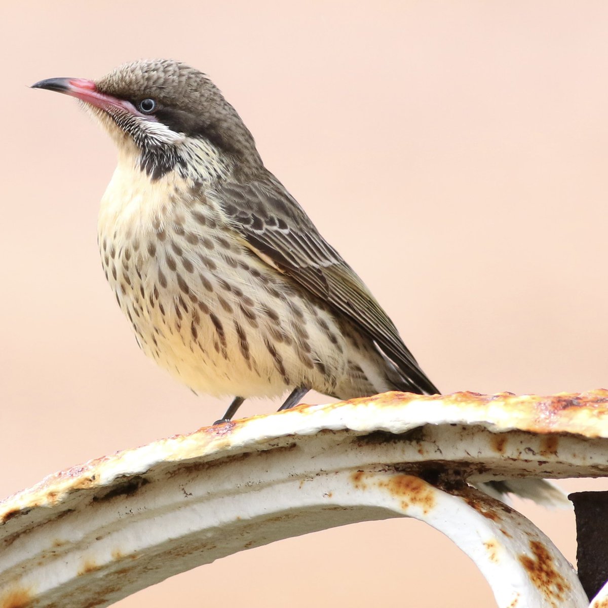 Cavin Osborn tweet media