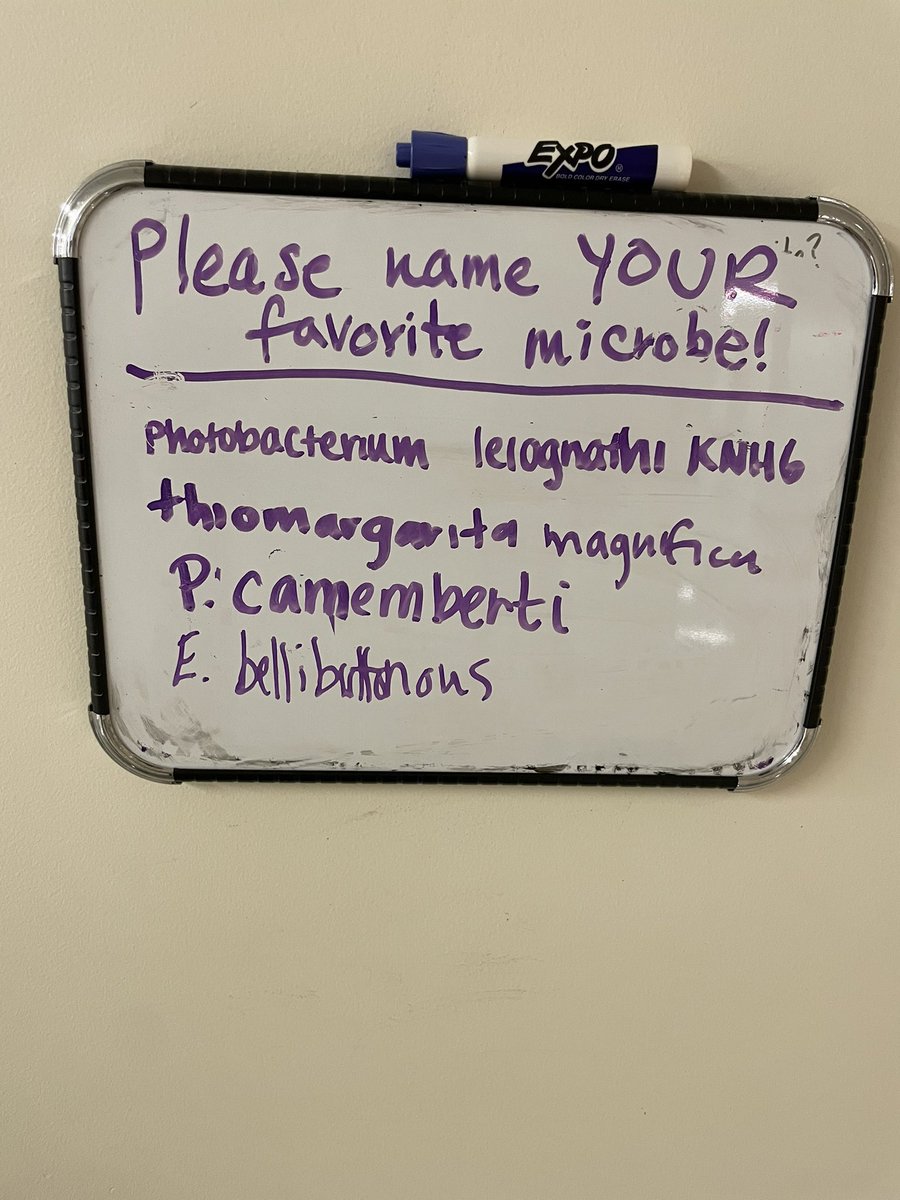 markowenmartin's tweet image. I like seeing what passerby write on the whiteboard outside of my lab,The first two answers are from my #DocMartian research students. The last two are from-who knows? One shows knowledge about cheese. The other ones may have heard of Rob Dunn's "Belly Button Microbiome" project.