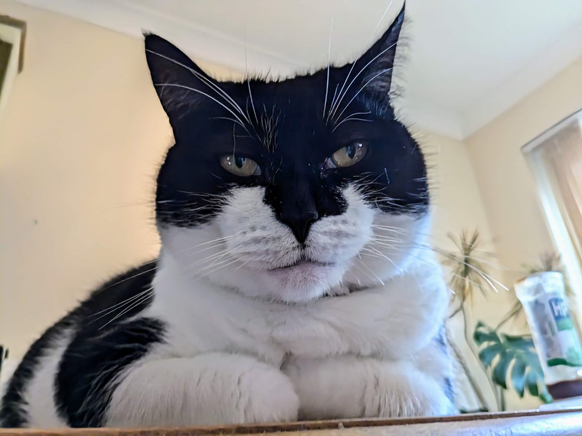 KRM_Morgan's tweet image. This #Caturday, be like Bambi, and loaf the day away.
#SeniorRescueCat
#ChichesterCatandRabbitRescue
#BambiTheRescueCat
