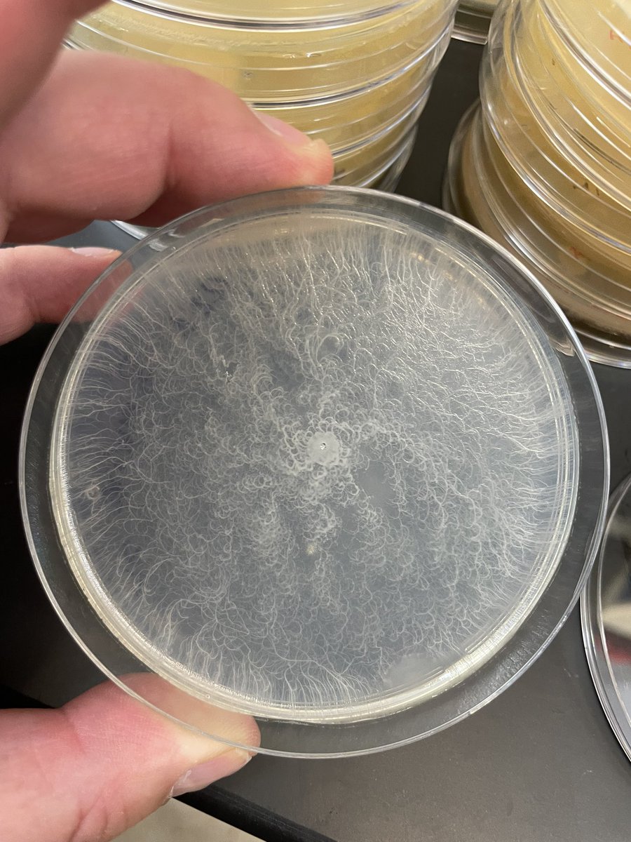 markowenmartin's tweet image. I stabbed a tiny bit of Bacillus mycoides into the center of the R2A plate. Look at what happened over a few days! Microbes have such stories to tell, if we are listening and thinking.