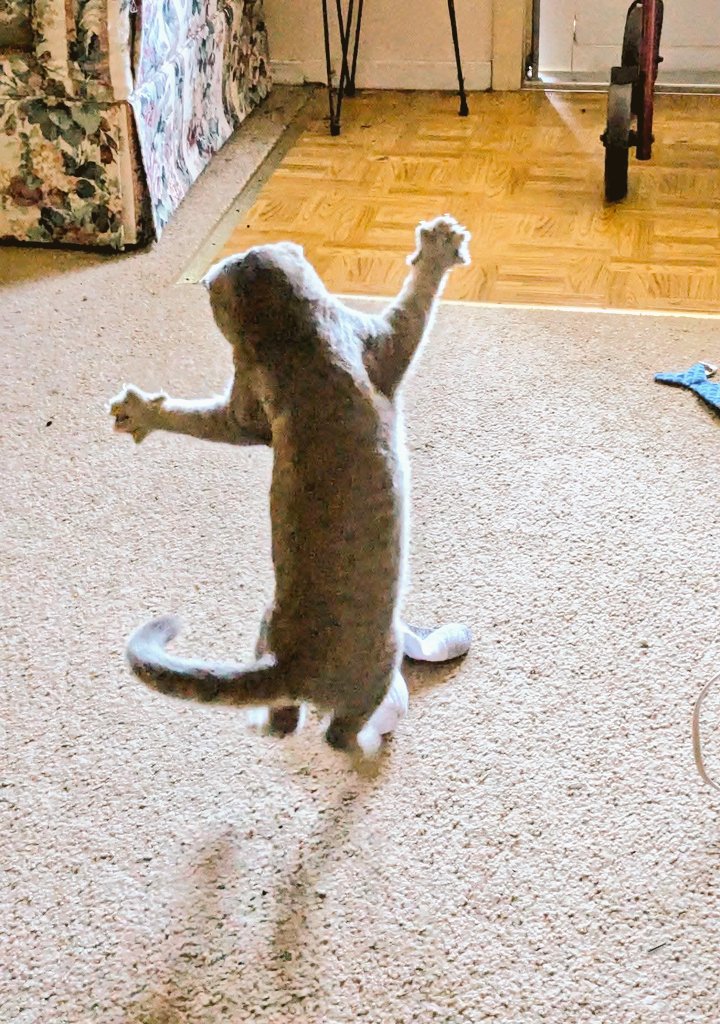 clemmer_katie's tweet image. Have a Happy Weekend!🌞🐱♥️🩵🐈
#CatsOfX