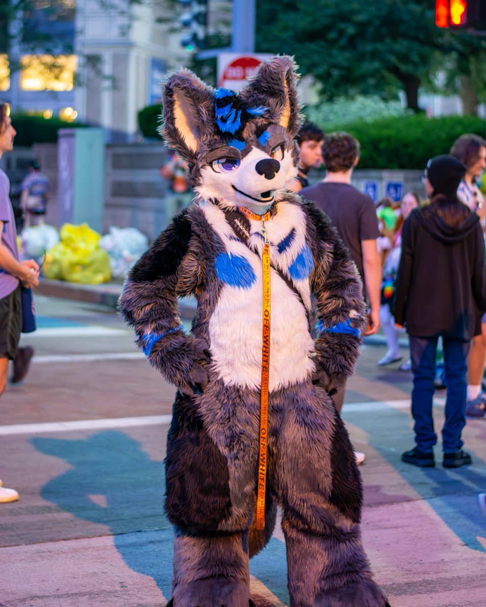 ArkisHusky's tweet image. Not a single thought going on inside that head... #FursuitFriday
📸 @yukonbarksalot