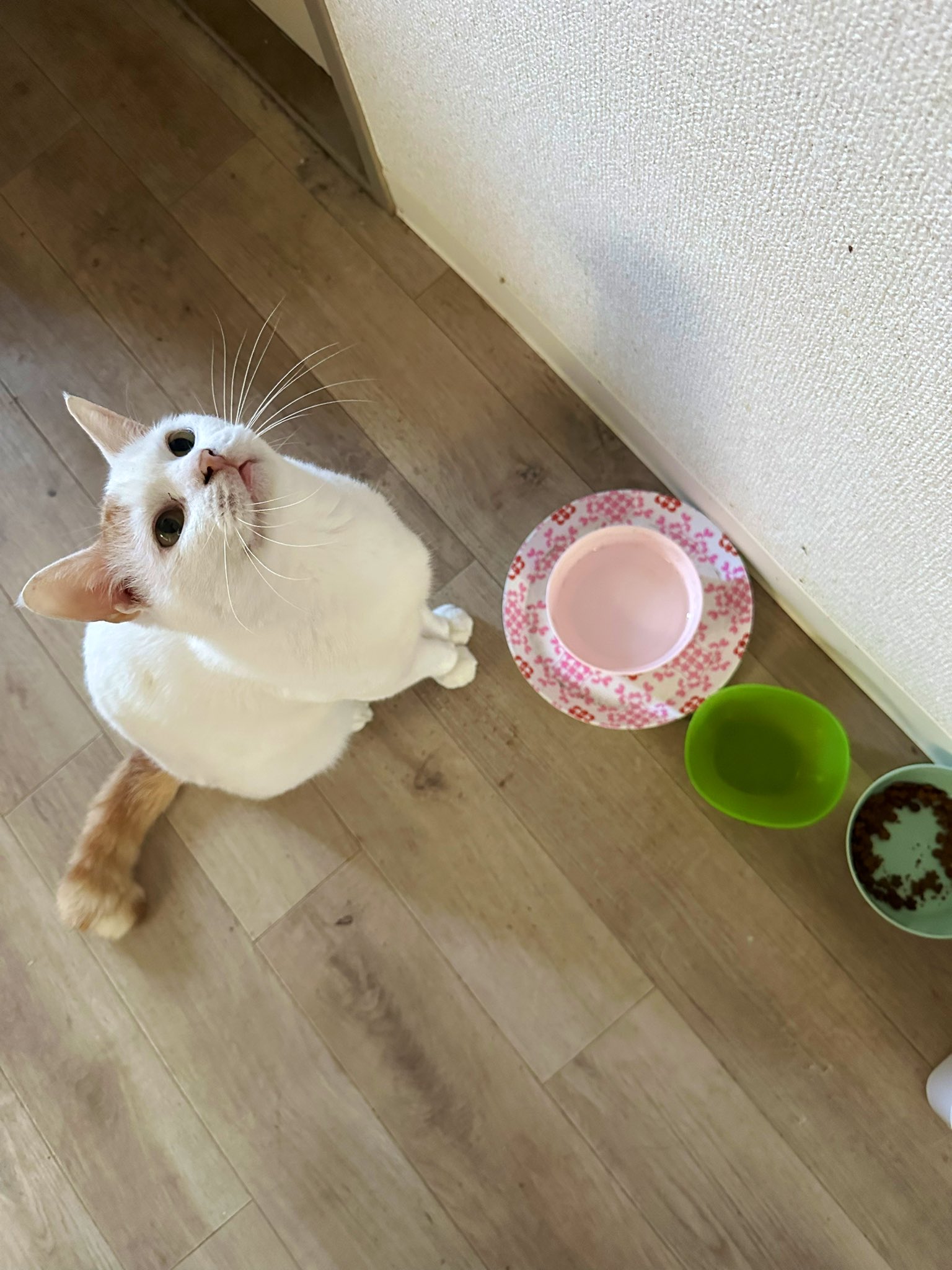 ねこじるしちくわ ちくわを拾ってなんと10年が経ちました。 僕は猫を飼い始めて