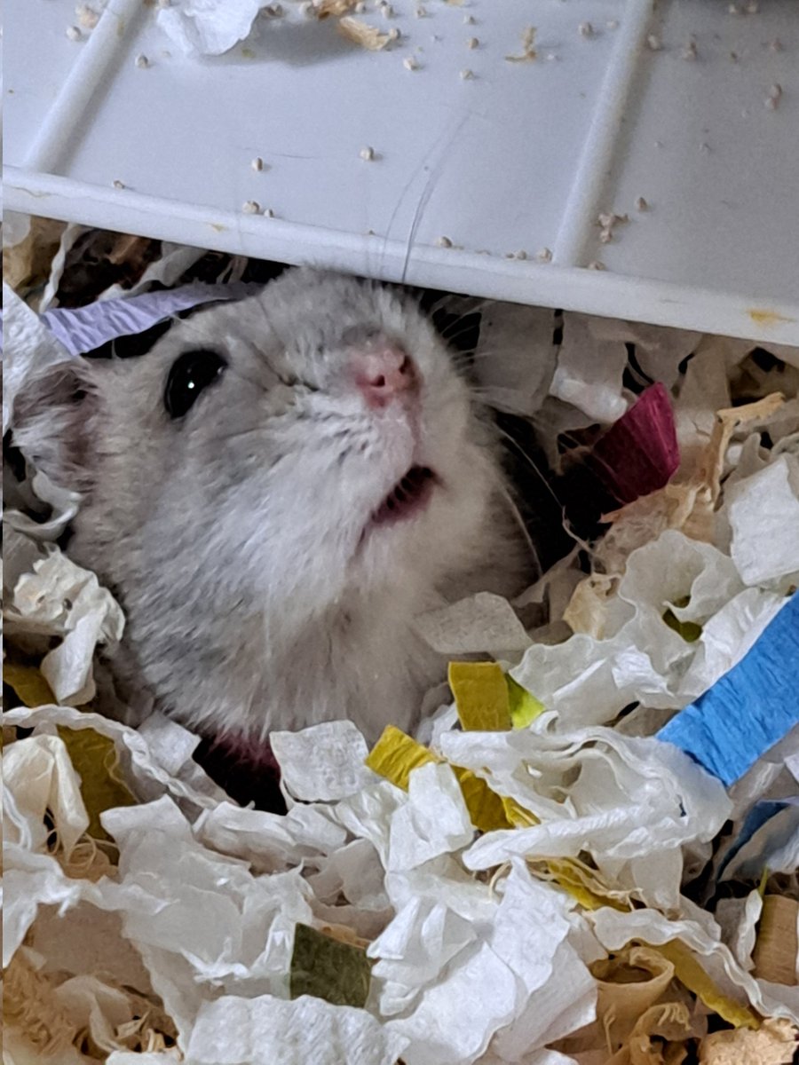 0426_mie's tweet image. なんでち？
オヤツくれるでちか❓(信玄くん)
