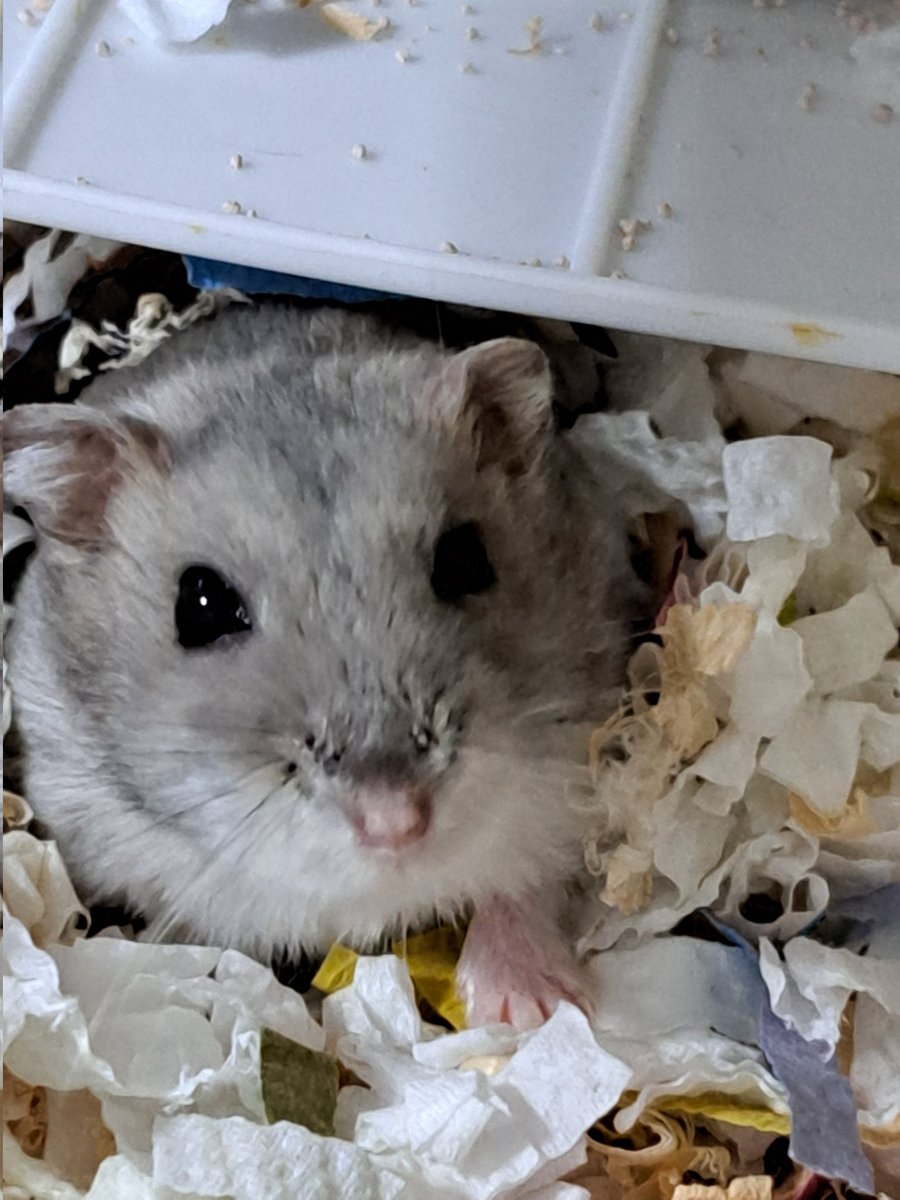 0426_mie's tweet image. なんでち？
オヤツくれるでちか❓(信玄くん)