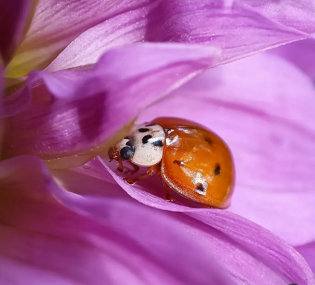 .
.                                            🌺🐞
.