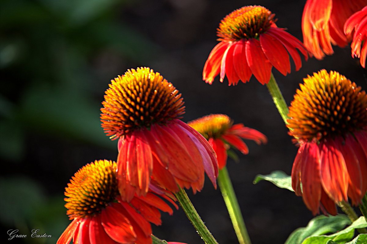 GraceOnFire2's tweet image. "For man, as for flower and beast and bird, the supreme triumph is to be most vividly, most perfectly alive"
D. H. Lawrence
Echinacea
#photography #photographyOnX #FlowersOnFridays #Flowers #Gardening #Nature #NaturePhotography #FlowersOnX📷🌱