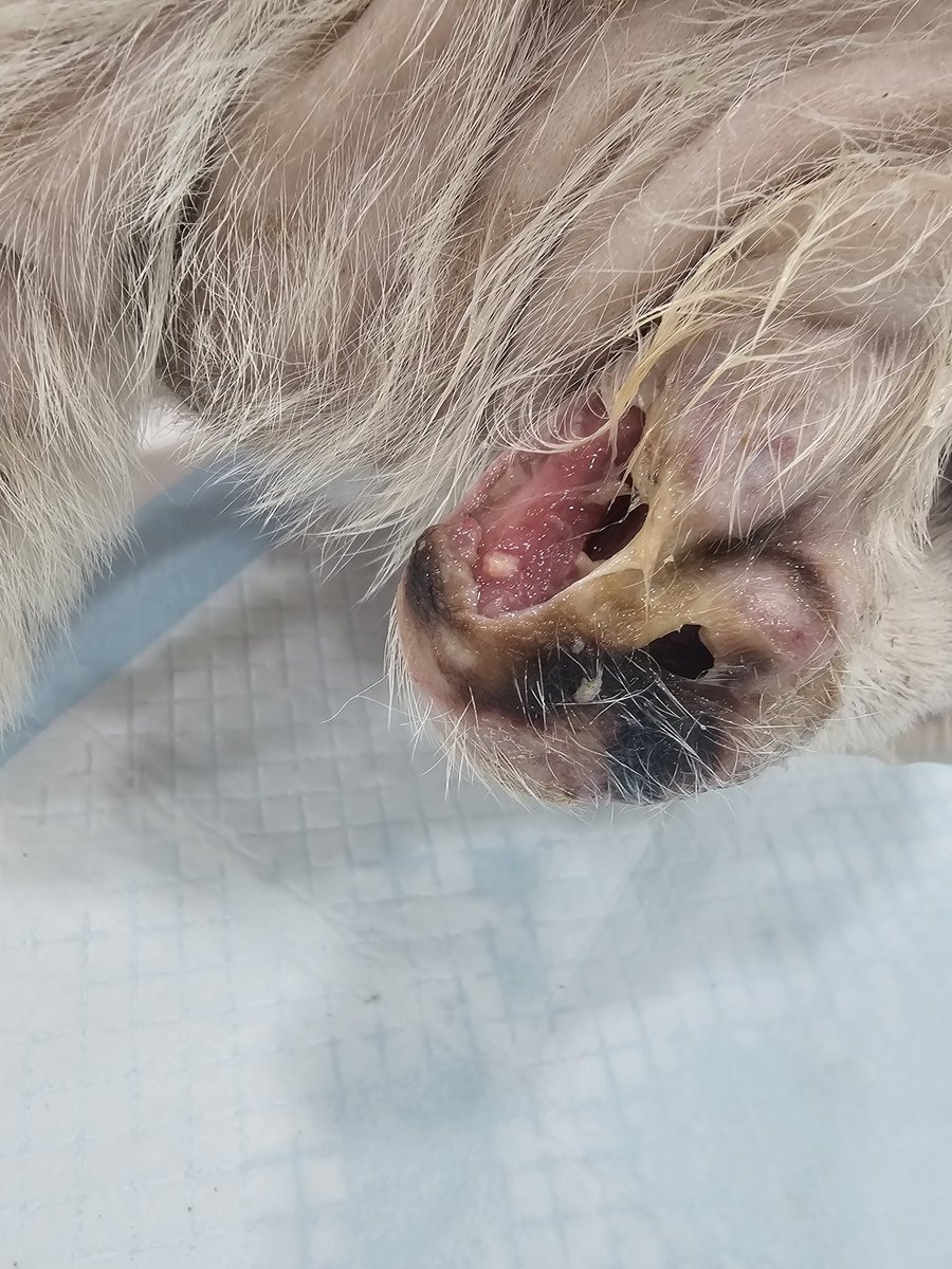 #도움요청
아기 강아지가 이유없는 피부괴사가 일어나
지금 사경을 헤메고있어요
의사쌤 말로는 무언가에 찔려서 그랬다는데
뭔지는 정확히 알수가없데요
울 아이 내일 수술들어가요 소장님 사비로 감당하기엔 500정도라 좀 도와주세요
카카오뱅크 7942 16 76625 강성심 
제니라고적어주세요