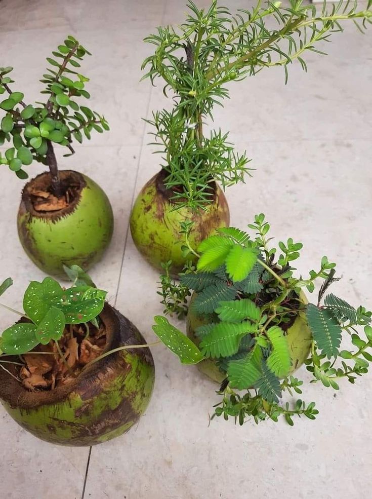 প্ৰাকৃতিক টাব ❤
#Coconut Shield Tab😁🤭