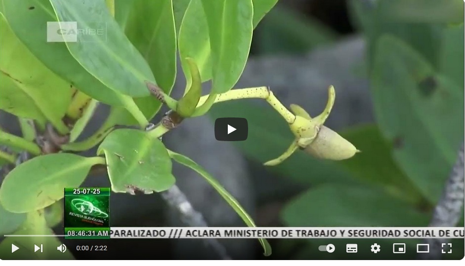 CubaTareaVida's tweet image. Acciones para protección de ecosistemas manglares en #Cuba
youtube.com/watch?v=u4kKsU…