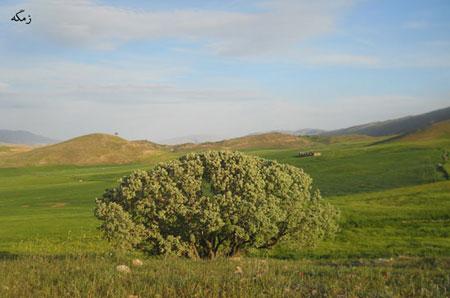 BARAN_ILAM's tweet image. شهرستان چرداول یکی از شهرستانهای استان ایلام است که مرکز آن شهر سرابله میباشد .اکثریت مردم شهرستان چرداول کرد زبان هستند که با لهجه کلهری تکلم می کنند.
#ایران_جان
#ایلام_ایران