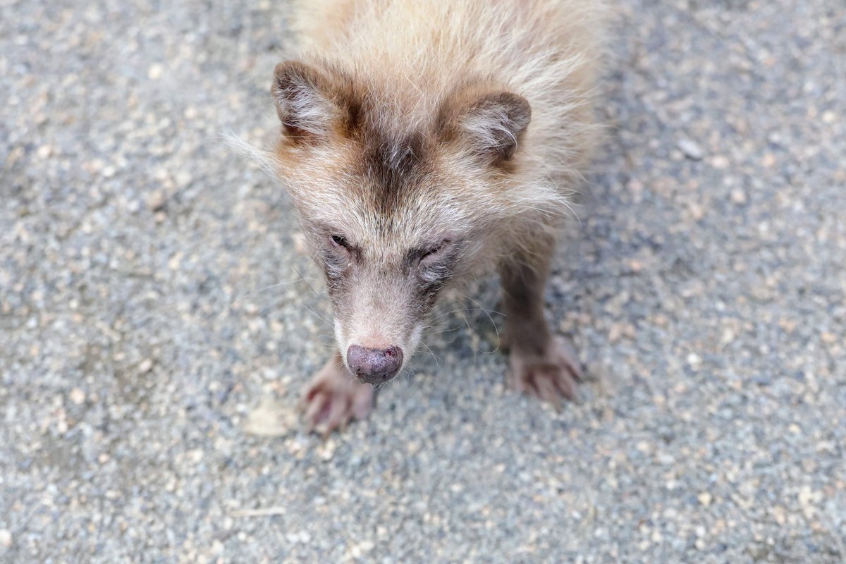 renard0214's tweet image. 金色狸✨
#しろとり動物園 #shirotorizoo
#ホンドタヌキ #racoondog #tanuki
#きさき
📷️2025.07