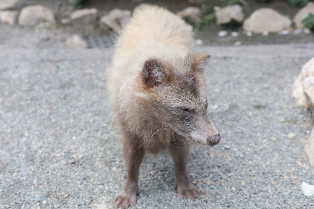 renard0214's tweet image. 金色狸✨
#しろとり動物園 #shirotorizoo
#ホンドタヌキ #racoondog #tanuki
#きさき
📷️2025.07