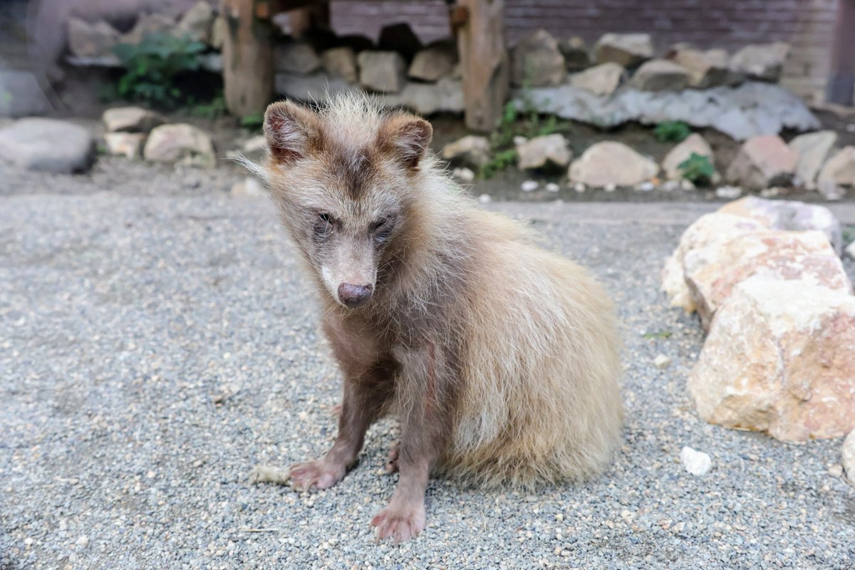 renard0214's tweet image. 金色狸✨
#しろとり動物園 #shirotorizoo
#ホンドタヌキ #racoondog #tanuki
#きさき
📷️2025.07