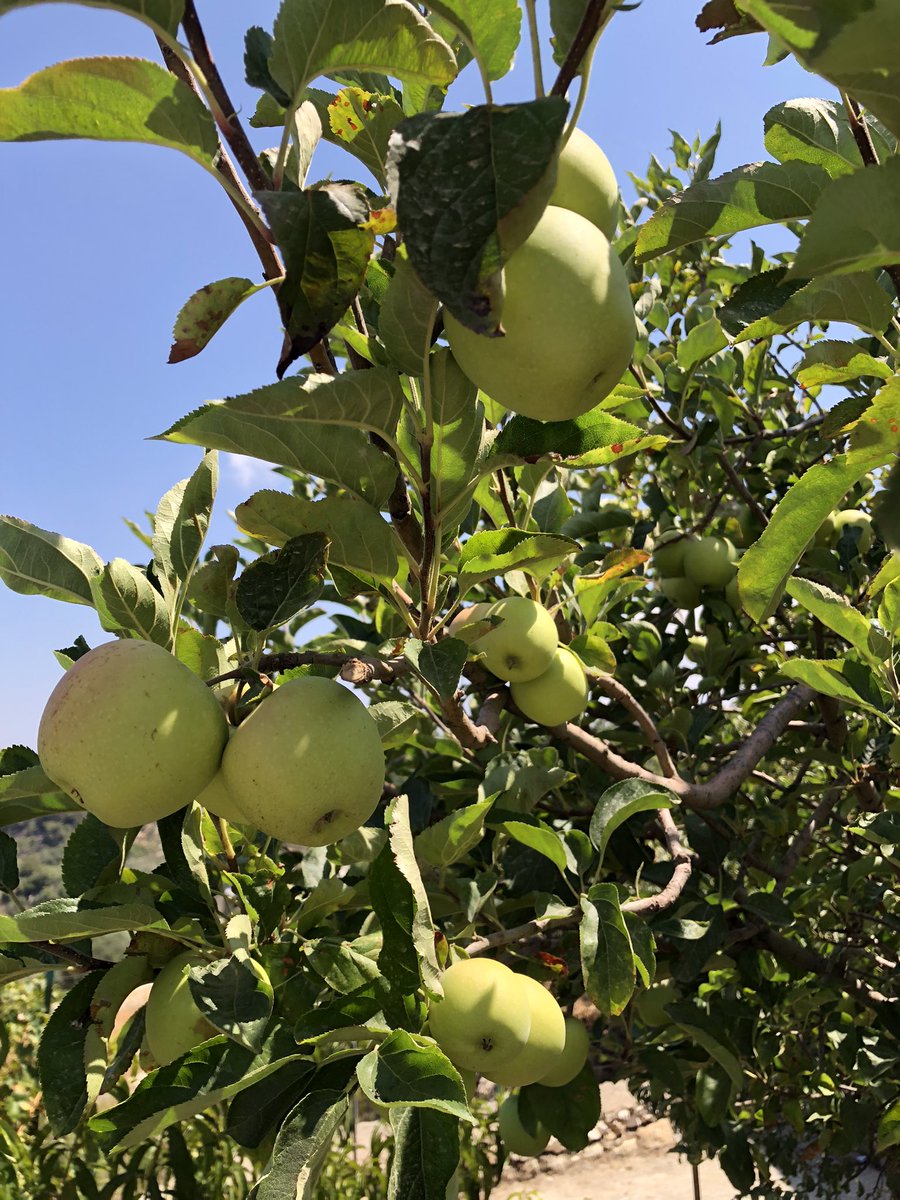 Good morning X-Friends…Happy Saturday 🌼🍃☕️🌳☀️🍏🍏🍏💛💚
From my garden 📸

#SaturdayMorning 🌼 #CoffeeTime ☕️ #NatureBeauty 🌳 #HappyWeekend ☀️ #StayPositive 💛 #PeaceAndLove 🕊️