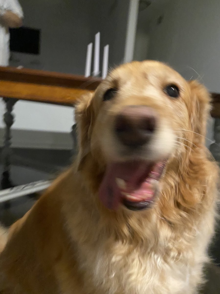 butchjoshdun's tweet image. everyone say hi to dolce RIGHT NOW.
