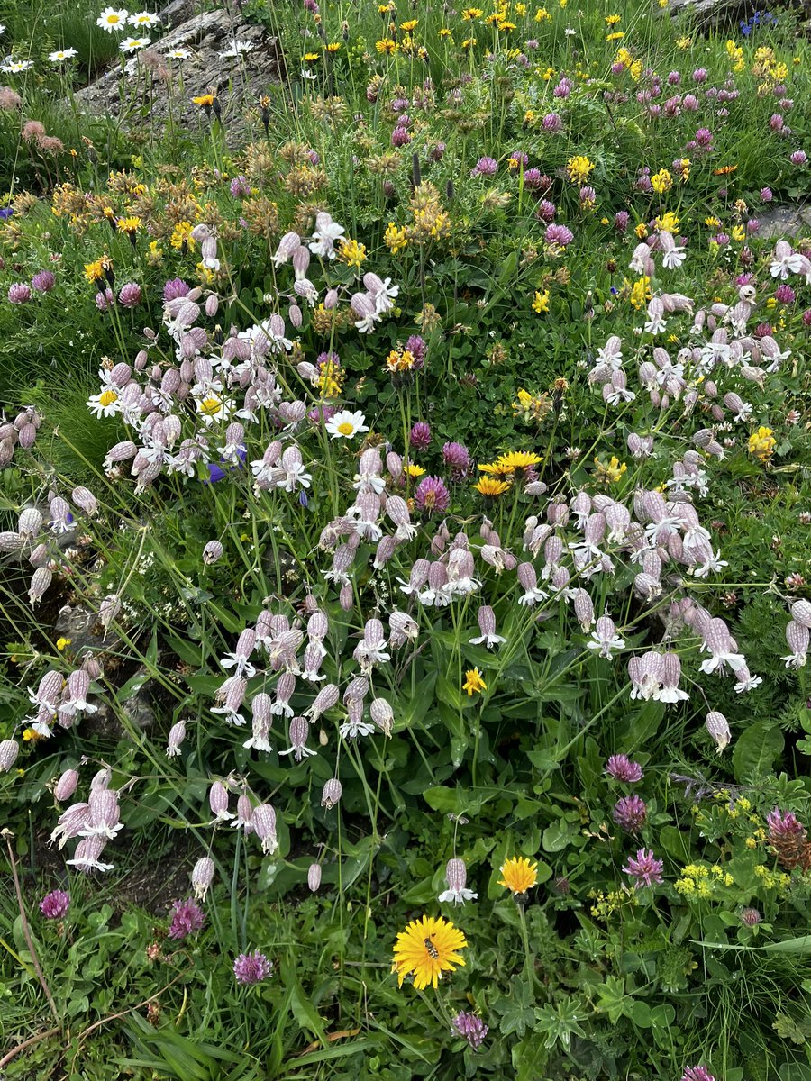 mick9855's tweet image. アルプスのお花畑

百花繚乱の花が花束💐のように辺り一面に咲いている

まるで夢か天国のようだ

#スイス