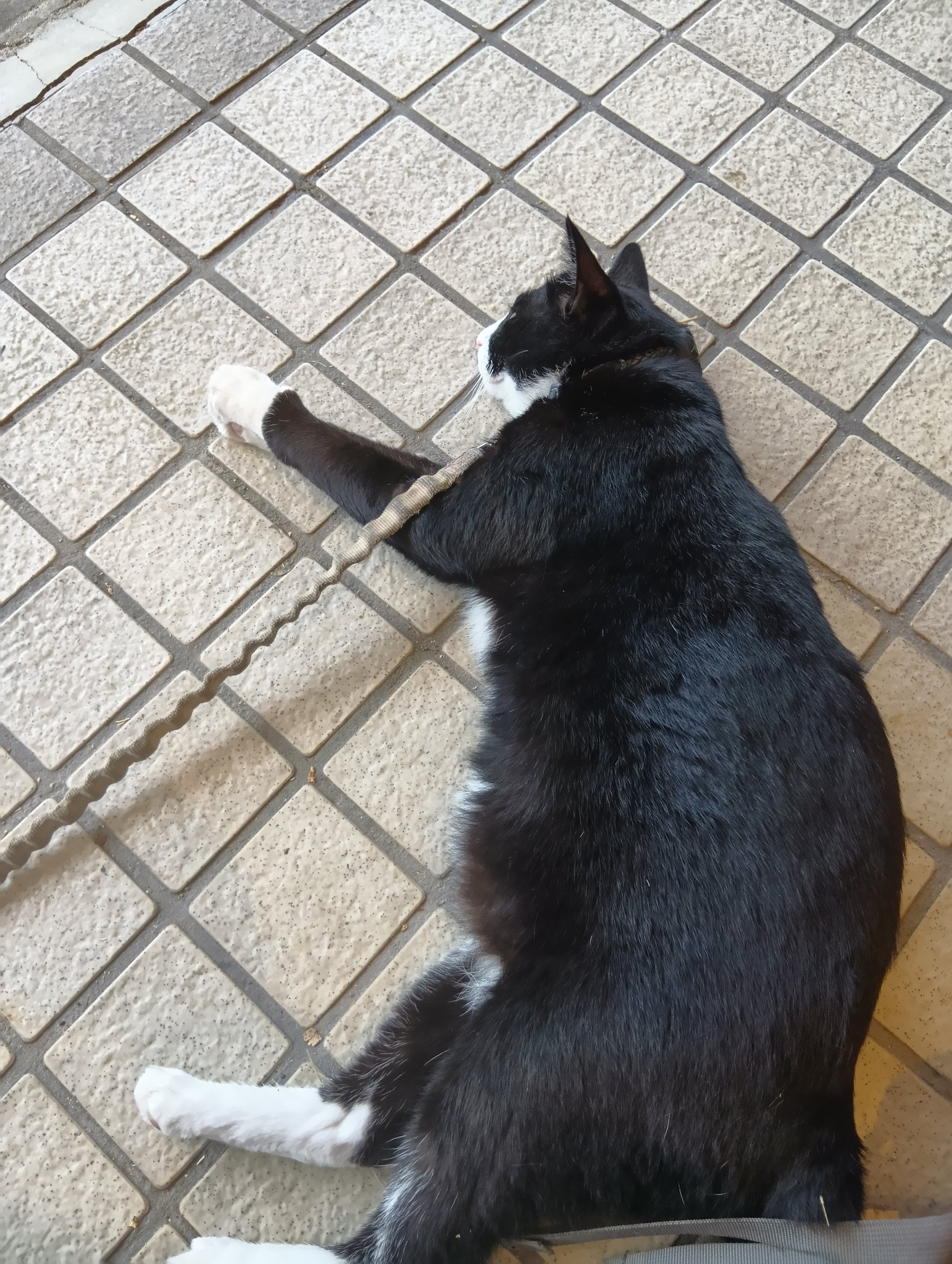 猫B 最終値下げしました！ petgo_4580313721220