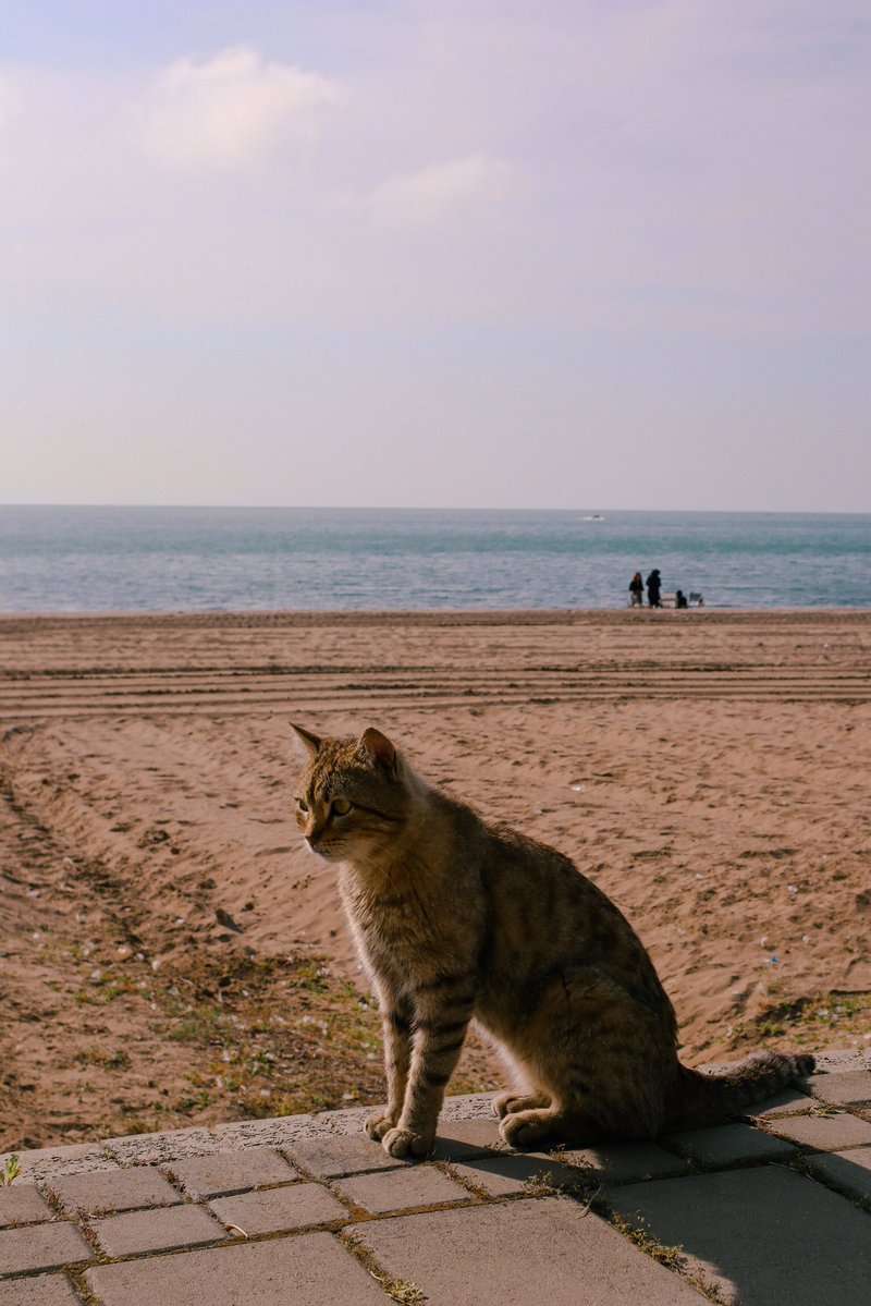 Lovely Saturday dear friends…🌷🍃☕️💦🌊☀️🐈🤎🩵

#GoodMorningEveryone 🌷 #CoffeeTime ☕️ #CatsLover 🐈 #WeekendVibes ☀️ #BeKindAlways 🩷 #PeaceAndLove 🕊️