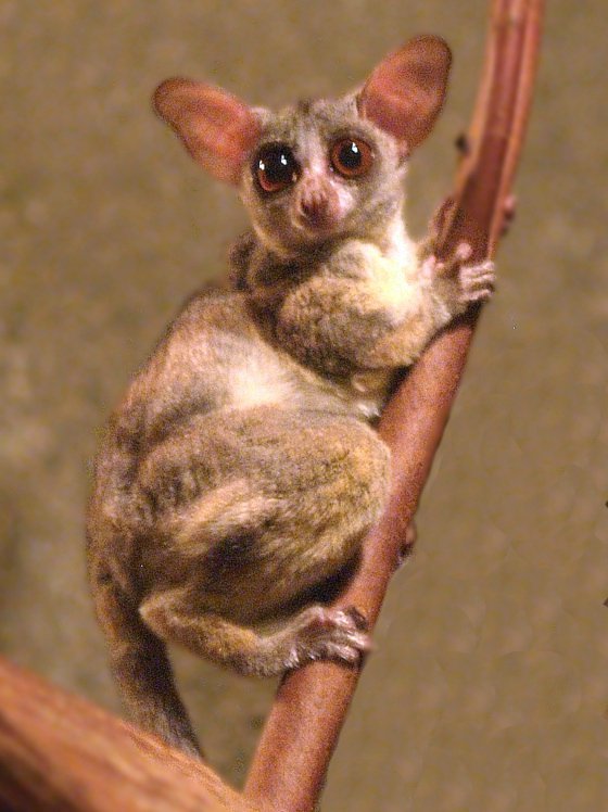 weastism's tweet image. I love nocturnal wet-nosed primates that aren&apos;t able to compete with Haplorhines