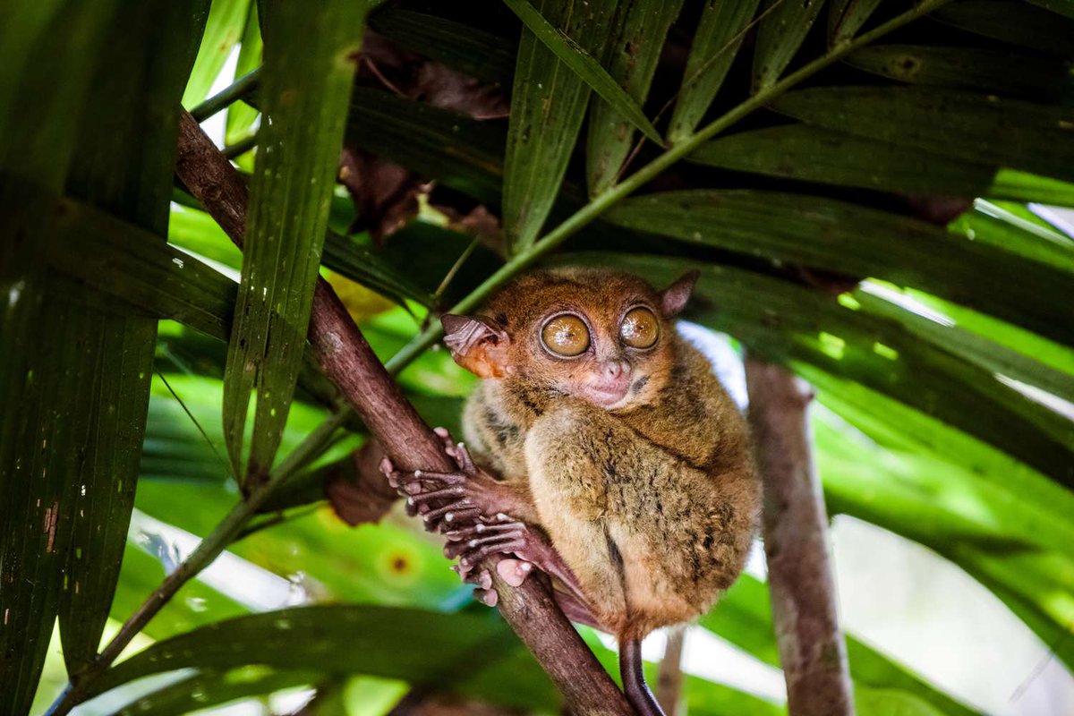 weastism's tweet image. I love nocturnal wet-nosed primates that aren&apos;t able to compete with Haplorhines