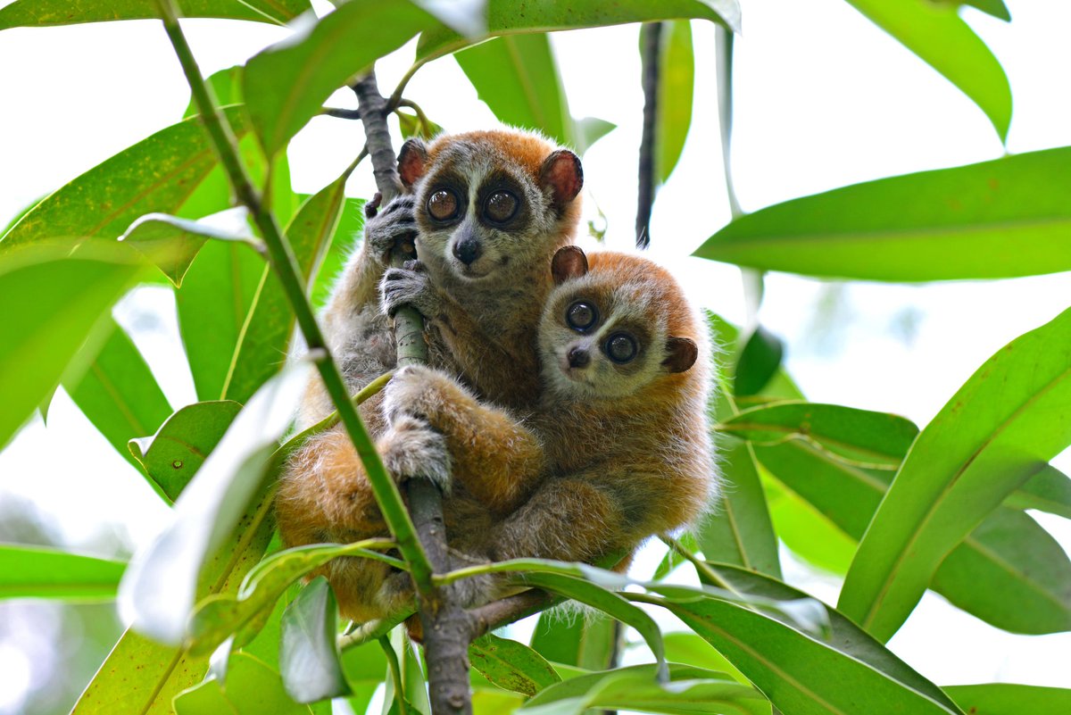 weastism's tweet image. I love nocturnal wet-nosed primates that aren&apos;t able to compete with Haplorhines