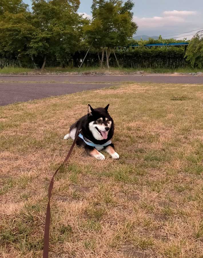 grapeejp's tweet image. 「よし!上半身が起き上がったぞ!あとちょっとだ」
『帰宅拒否』をする柴犬と飼い主の攻防があまりにも長すぎる…!
#grape動物 #柴犬
散歩中『帰宅拒否』をした犬 1時間半の攻防の結果に「笑った」「涙が出てくる」 grapee.jp/2022351 @grapeejpより