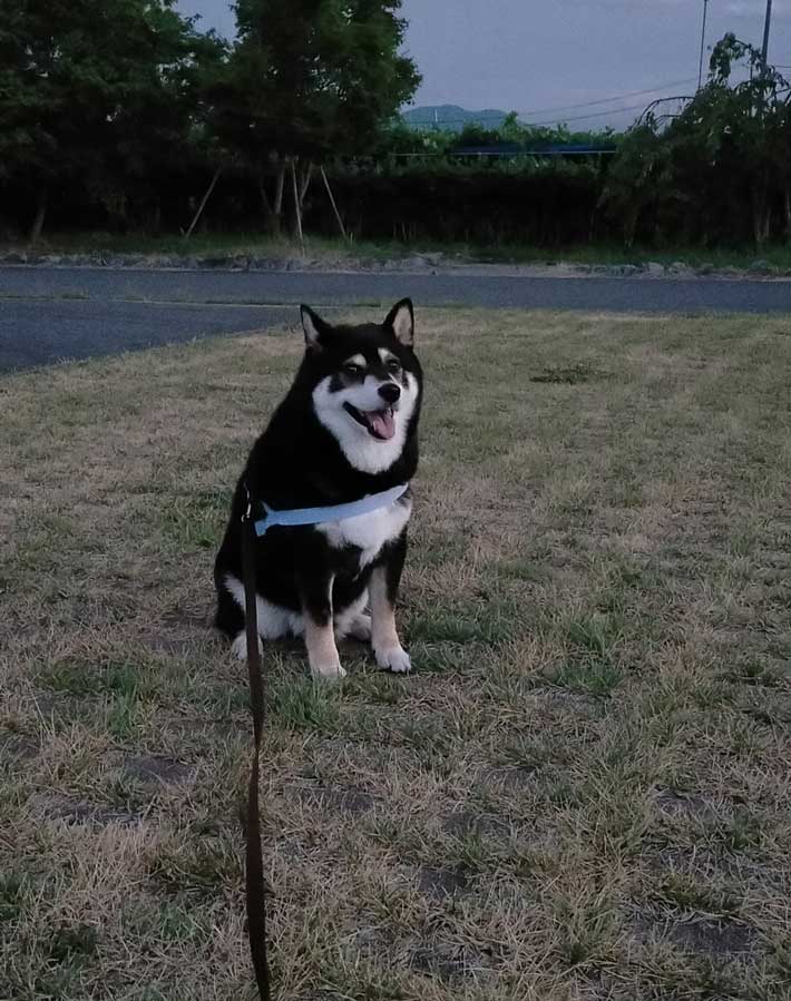 grapeejp's tweet image. 「よし!上半身が起き上がったぞ!あとちょっとだ」
『帰宅拒否』をする柴犬と飼い主の攻防があまりにも長すぎる…!
#grape動物 #柴犬
散歩中『帰宅拒否』をした犬 1時間半の攻防の結果に「笑った」「涙が出てくる」 grapee.jp/2022351 @grapeejpより
