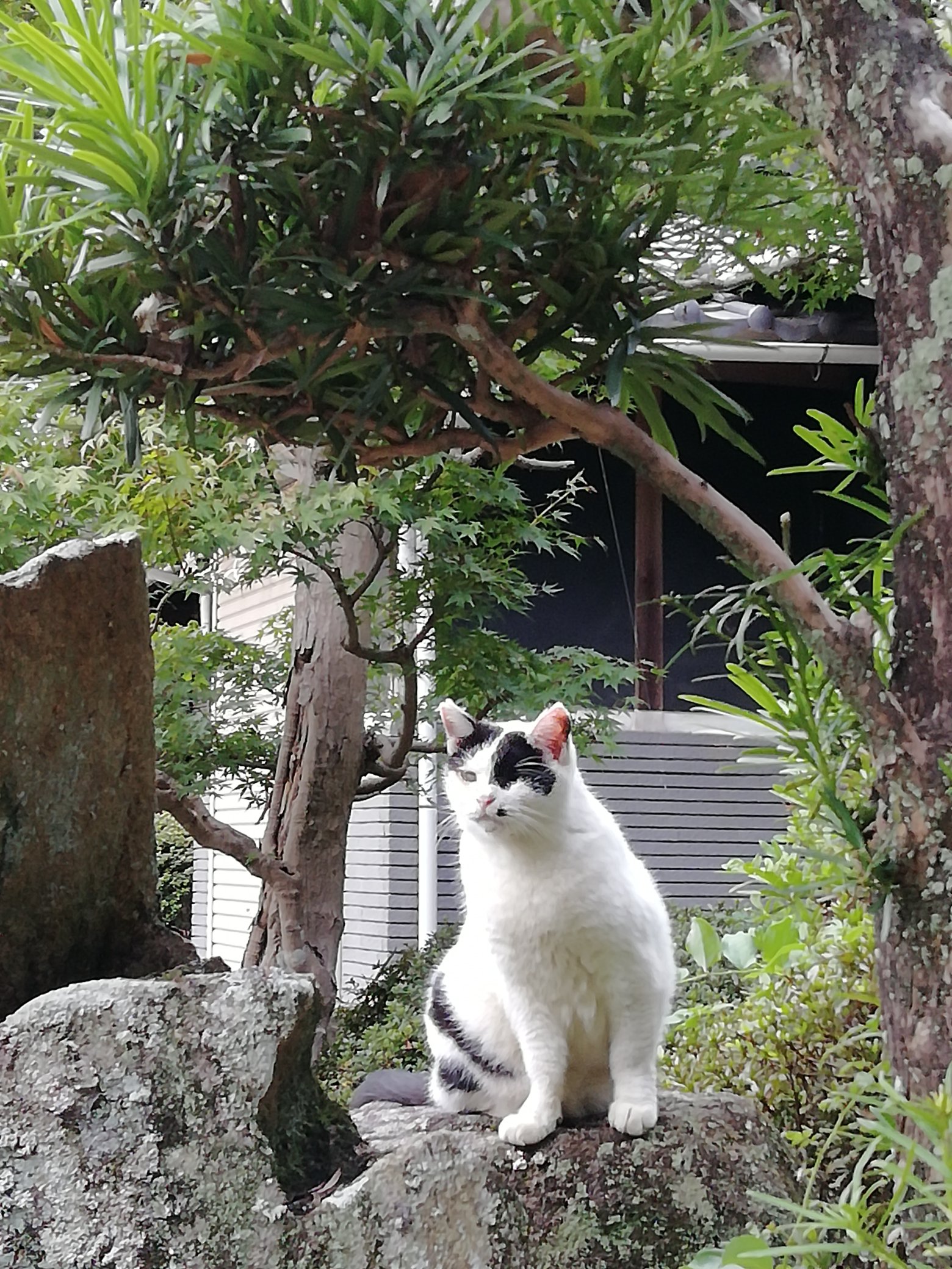 神社neko on X: 