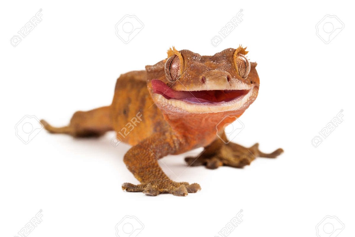 butchjoshdun's tweet image. girl why are you so crested gecko