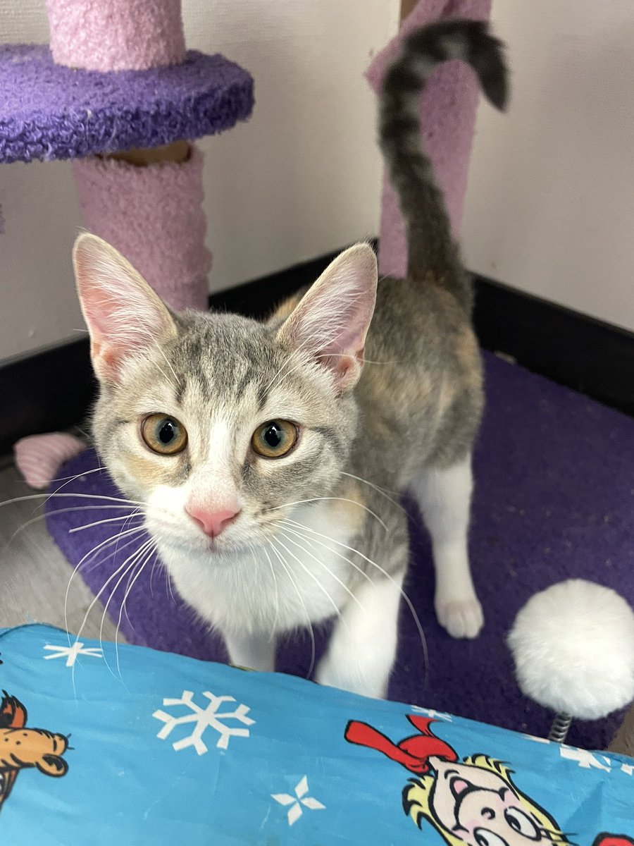 hello Viewers of this tweet, did you know Wonton has many friends available for adoption? here are just a few of them!

we're located in the east SF Bay Area! adopt a cat from us! petfinder.com/search/pets-fo…
