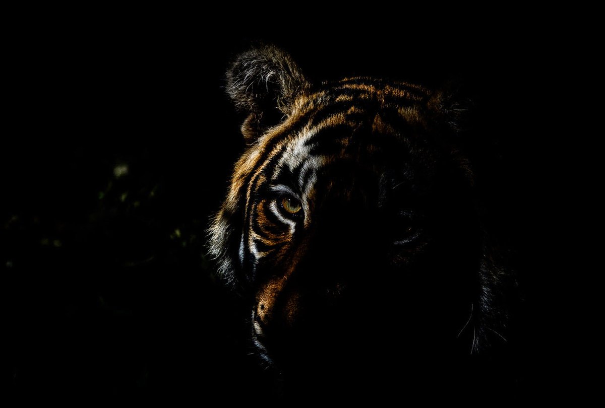 GobindsagarBha1's tweet image. Waiting for my day…
While many are busy in preparing to celebrate 29th of July as #Globaltigerday, this sub-adult hopes for new #territory to establish
@navdeepifs1993 @DharSaty @ntca_india @wii_india
