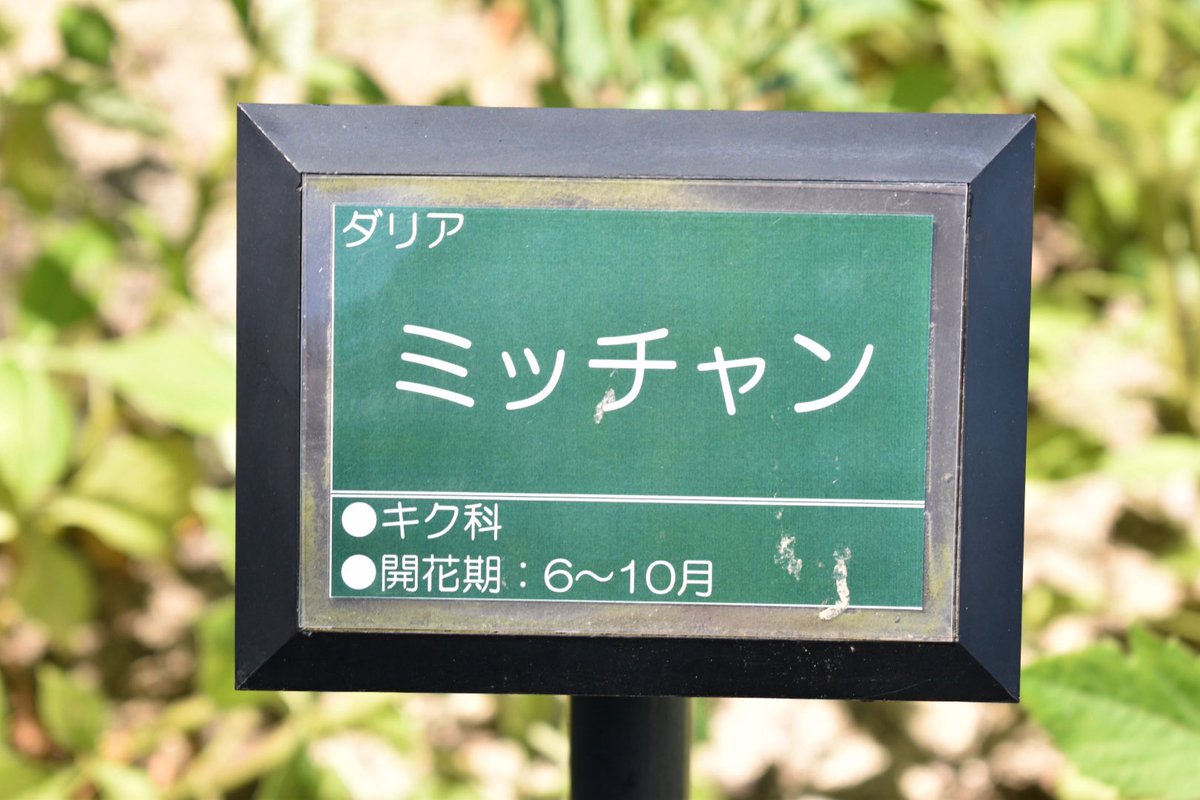 mogmogbanana92's tweet image. 別ジャンルごめんなんですけど撮らずにはいられなかった…