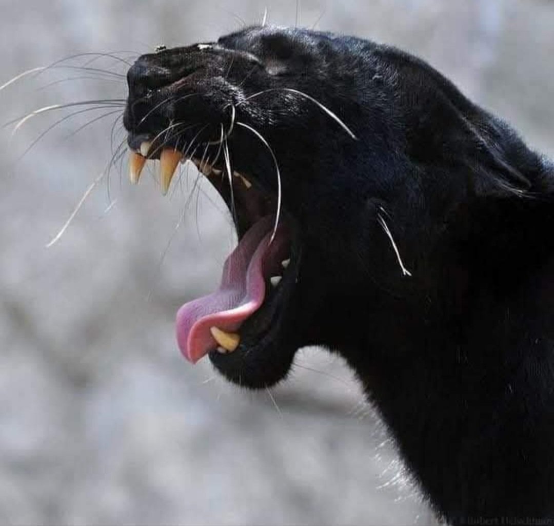 craftyclaude's tweet image. Happy Roaring Friday. I hope you had a great night. πβ€οΈβ¨οΈπΈπ€β€οΈβ€οΈπΎ #EqualViewingForAll #TheInfamousUnseen #HumaneWorldForAnimals