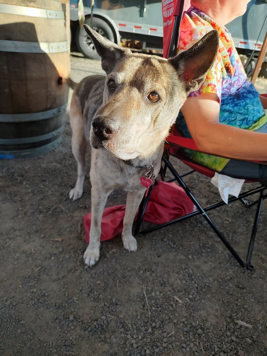 shapesandlines's tweet image. I made a friend at the winery. Meet Dottie. She got half from the charcuterie plate.
