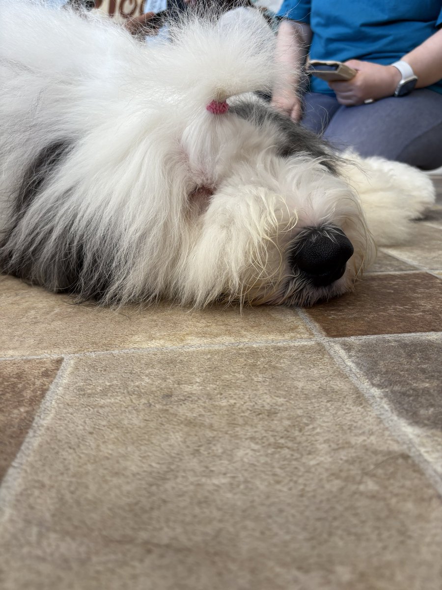NotAtAllHead's tweet image. 大型犬カフェ🐕