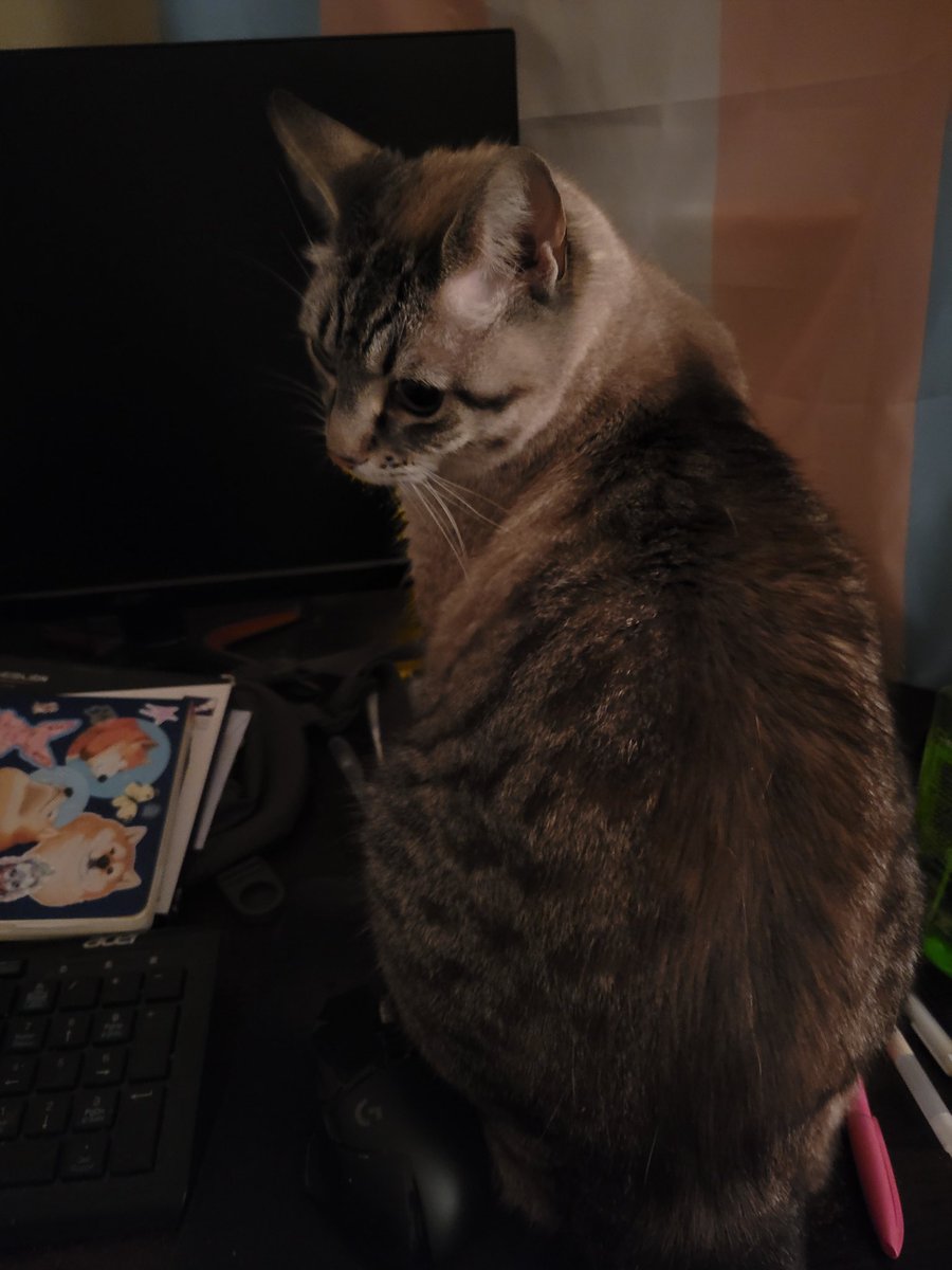 rubeetle's tweet image. my cat jumped up on my desk just so he could lick his balls and sneeze