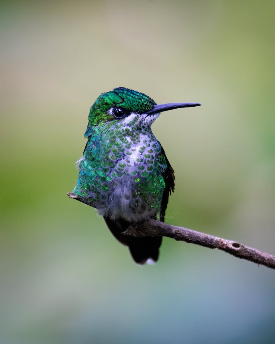 culthummingbird's tweet image. 