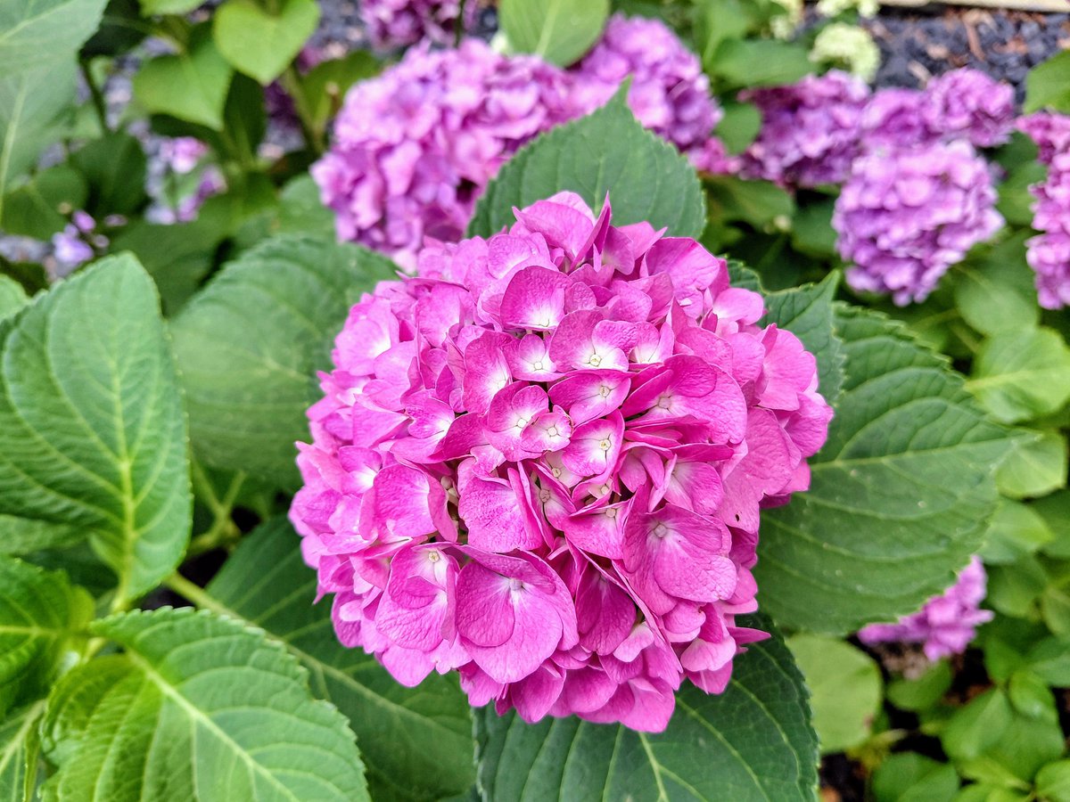 UMZiegeroski's tweet image. Guten Morgen! Schönen #Samstag! Good morning! Beautiful #Saturday! 🌤🫂🫶☕️🥐🫖🍵📚✍️🎶🎧💐🪴🌳🍎🍌🥗🚶♀️👟📱 Passt gut auf Euch auf; Gott segne und beschütze euch! Take care of yourselves; God bless and protect you! 🕊🙏 #truelove #health #movement #relax #walk #nature #flowers