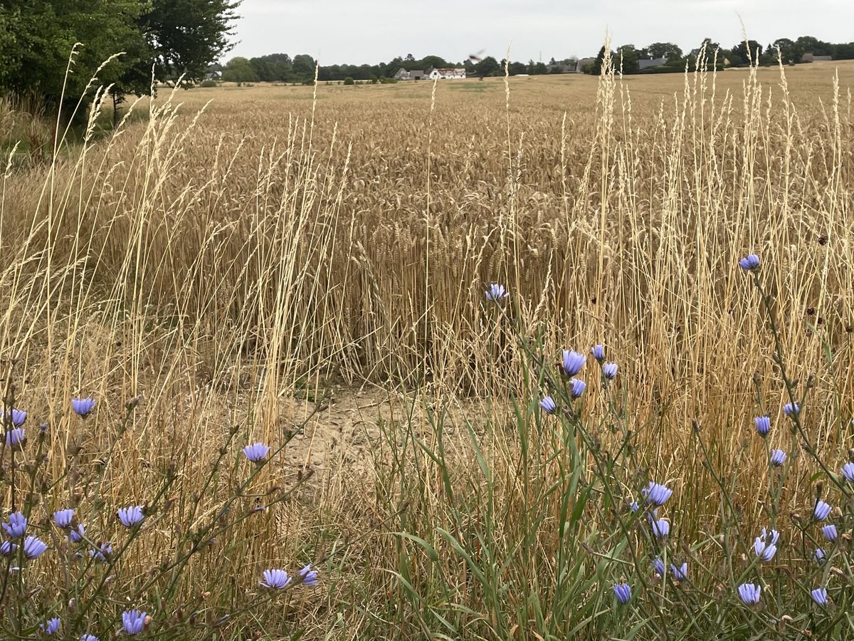 AnnieSBornholm's tweet image. Godmorgen fra øen🌀Baghsy und ich haben heute Morgen ein extra Programm-die Morgenrunde um‘s Karree 😉Ganz hinten sehr ihr unseren kleinen Hof💫Startet gut in euer Wochenende, ihr Lieben💫Bleibt leuchtend 💫 #hjemmepåøen