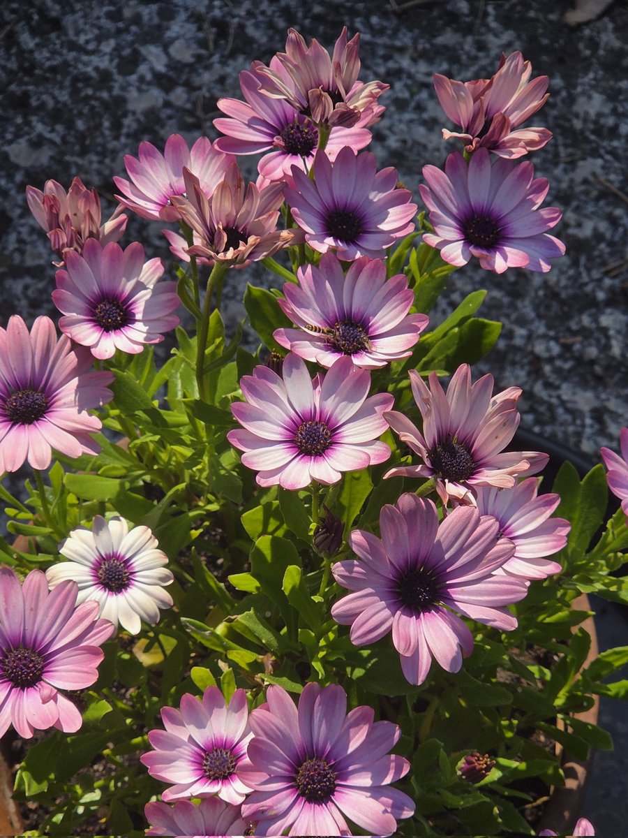 Piam68377597's tweet image. Lämmin aamu taas, jo +19°C. Aurinkoista lauantaita 🌸🌸